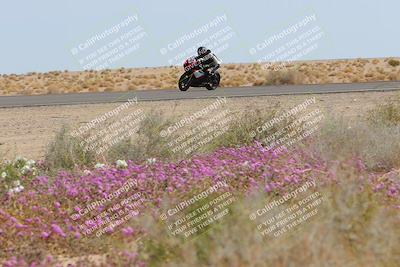 media/Mar-12-2023-SoCal Trackdays (Sun) [[d4c8249724]]/Turn 15 Inside Bloom (130pm)/